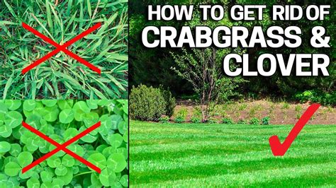how to get clover out of grass